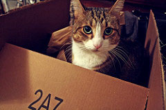 Cat in cardboard box