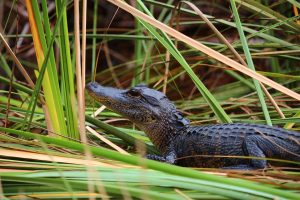 alligator in the Florida Everglades