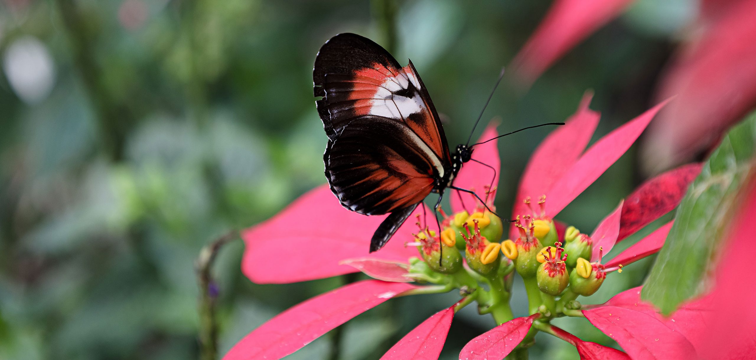 Butterfly World is located in Tradewinds Park in Coconut Creek, Florida, United States. It opened in 1988, and is the largest butterfly park in the world, and the first park of its kind in the West